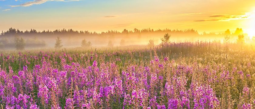 The Power of Gratitude – Short Must-See Film!