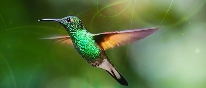 4 Hummingbird Meanings – Learn about Hummingbird Symbolism